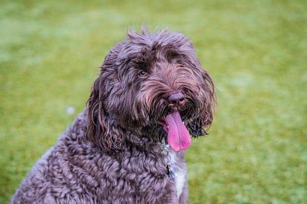 Foto el hermoso perro labradoodle de chocolate