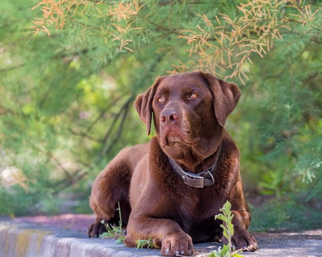 Hermoso perro labrador marrón sentado a la sombra en un día de verano