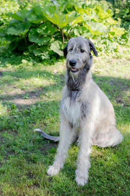 Un hermoso perro lobo irlandés beige con buena expresión en la cabeza en un jardín.