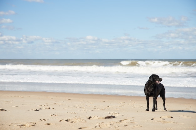 Hermoso perro negro de pie frente al mar en un día soleado en la playa