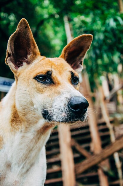 Hermoso perro con orejas grandes