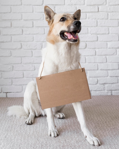 Hermoso perro con pancarta de cartón