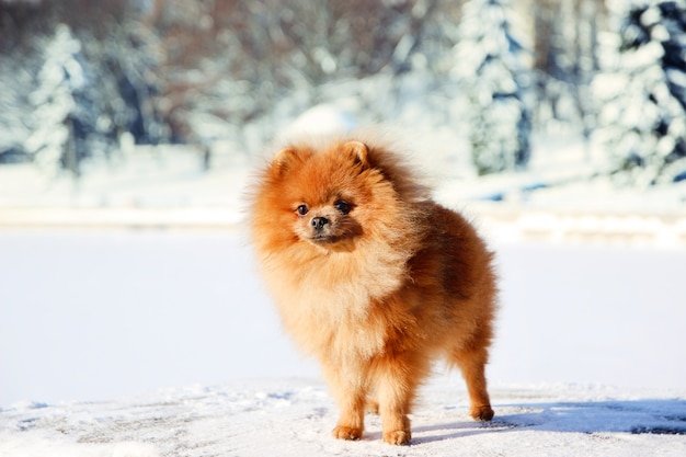 Hermoso perro en el parque de invierno. Perro Pomerania al aire libre. Perro arreglado Invierno