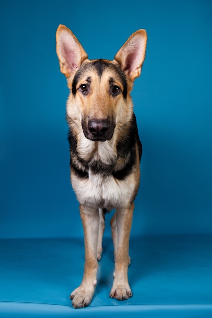 Hermoso perro pastor alemán sobre fondo azul. Tiro del estudio