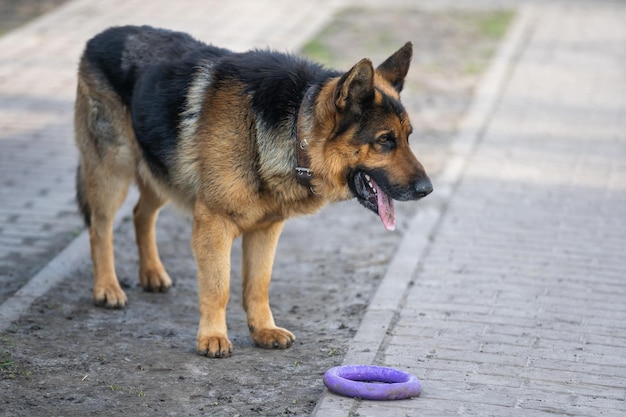 Un hermoso perro pastor alemán