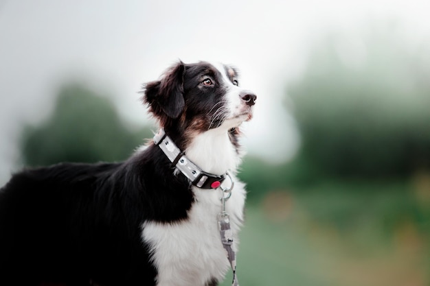 Hermoso perro pastor australiano aussie