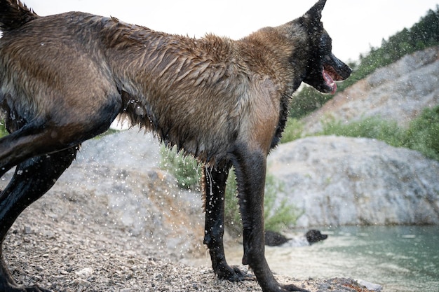 Hermoso perro pastor belga malinois macho húmedo de pie alto