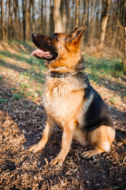 Hermoso perro pastor en el bosque en la naturaleza en el fondo de hojas verdes