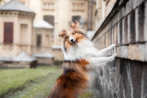 Hermoso perro pastor de Shetland al aire libre