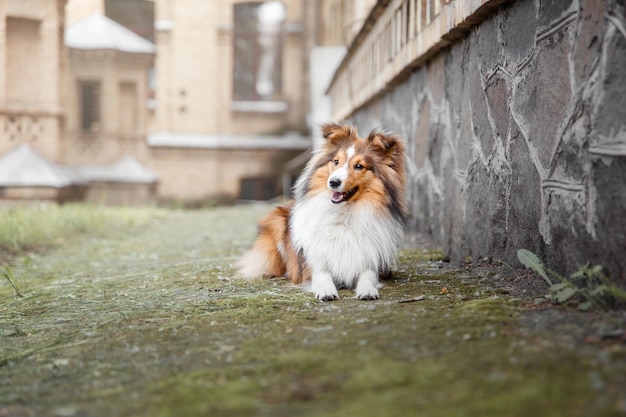 Hermoso perro pastor de Shetland al aire libre