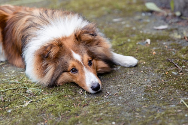 Hermoso perro pastor de Shetland al aire libre