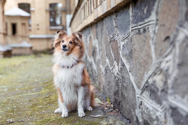 Hermoso perro pastor de Shetland al aire libre