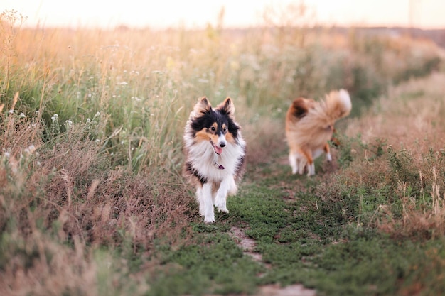 Hermoso perro pastor de Shetland al aire libre