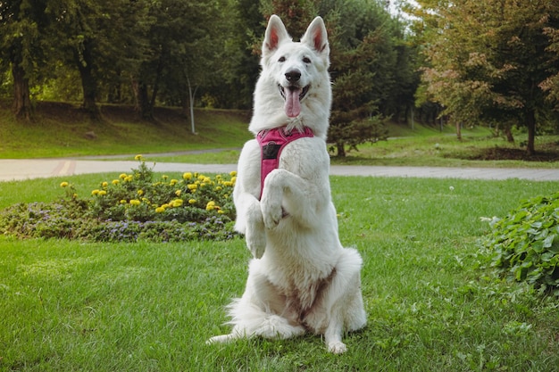 Hermoso perro pastor suizo blanco. El perro se para en dos patas.