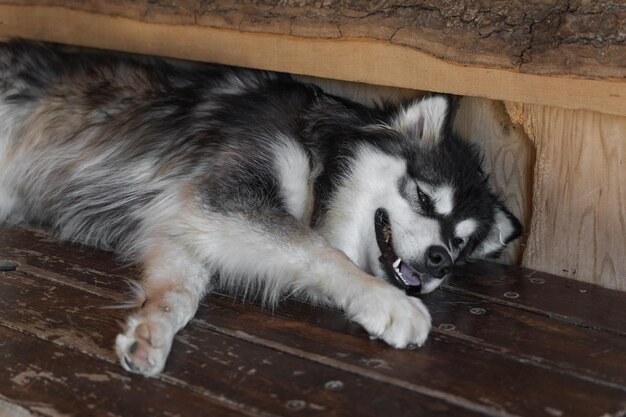 un hermoso perro peludo un husky de raza mixta en una perrera para perros en un piso de madera