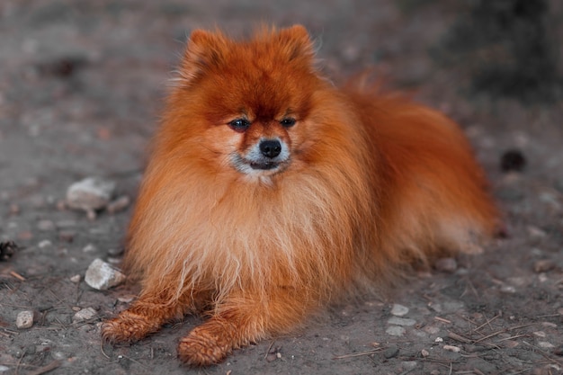 Hermoso perro pequeño Spitz alemán rojo se encuentra en la calle en la naturaleza