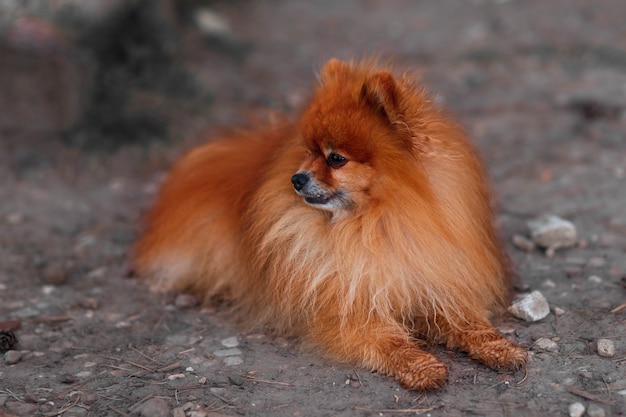 Hermoso perro pequeño Spitz alemán rojo se encuentra en la calle en la naturaleza