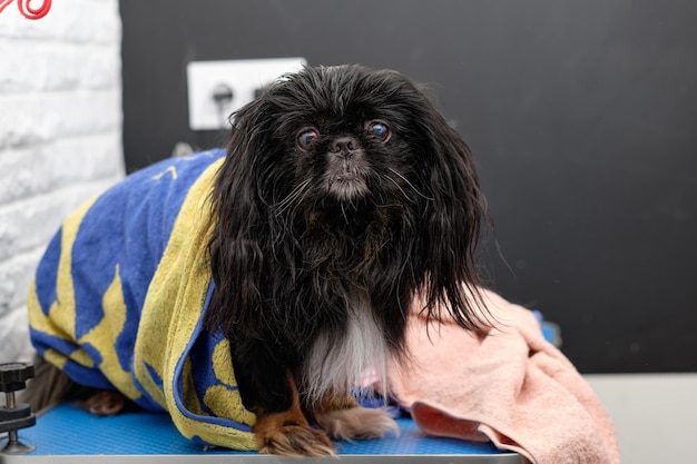 Hermoso perro pequinés con una toalla en el primer plano de su cuerpo