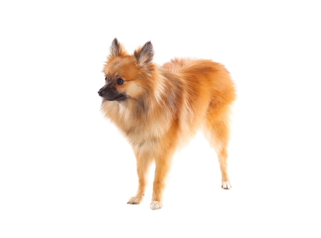 Hermoso perro Pomerania marrón