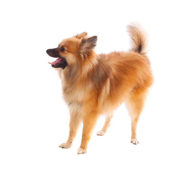 Hermoso perro Pomerania marrón