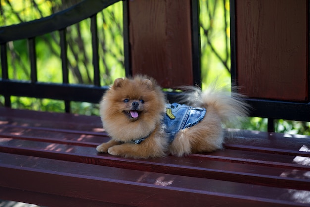 Hermoso perro pomerania en un parque