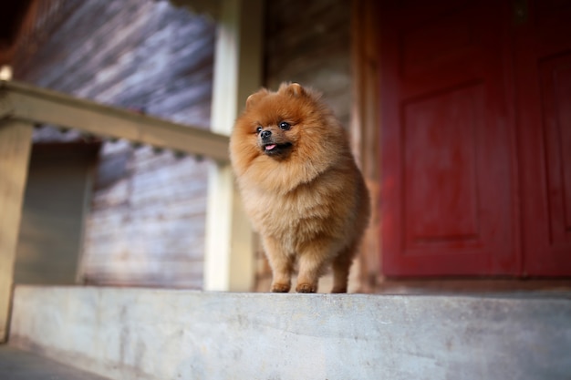 Hermoso perro pomerania. Perro serio cerca de la puerta. Perro mono