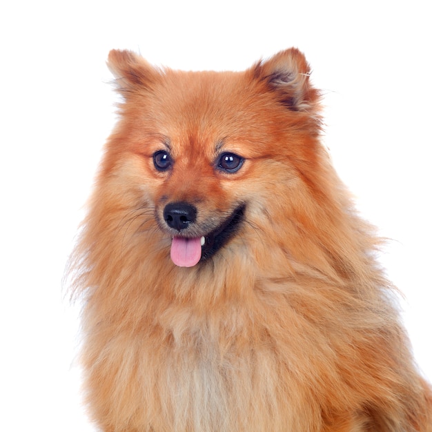 Hermoso perro de Pomerania