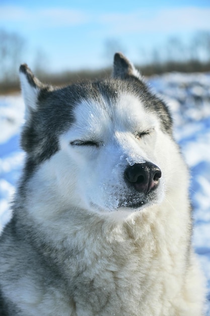 Hermoso perro, primer plano de hocico de raza Husky siberiano en invierno en un día soleado.
