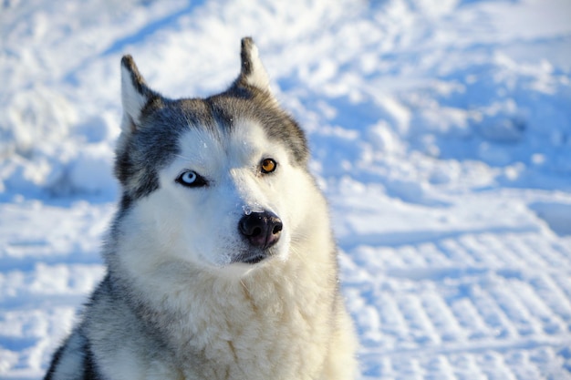 Hermoso perro, primer plano de hocico de raza Husky siberiano en invierno en un día soleado.