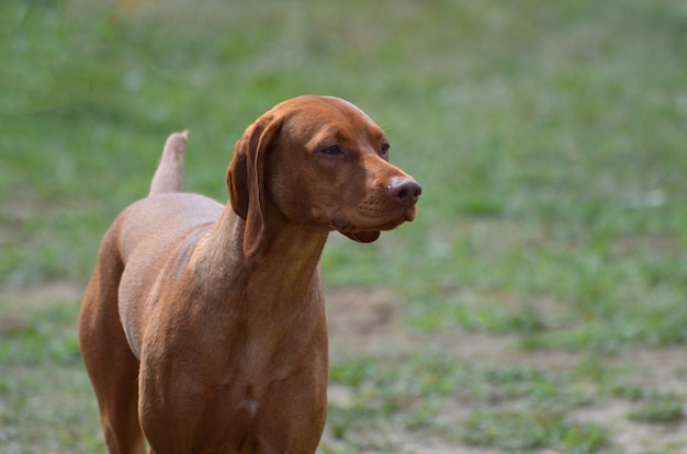 Hermoso perro de pura raza vizsla con una cara dulce.