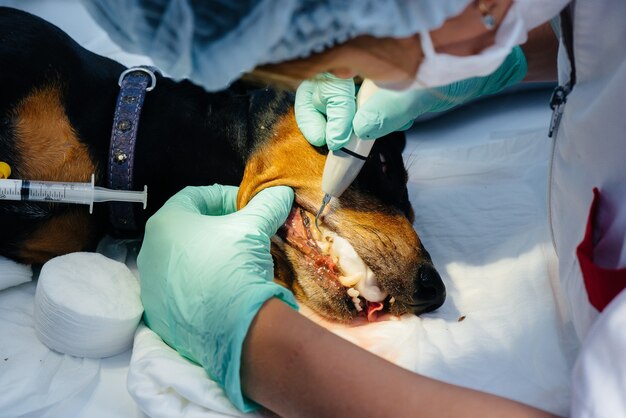 Foto un hermoso perro de pura sangre recibe limpieza dental y procedimientos dentales en una clínica veterinaria moderna.