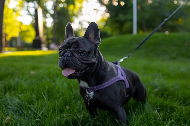 Hermoso perro de raza bulldog francés pinchado y mira fijamente a un lado