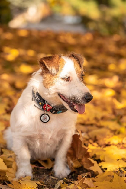 Hermoso perro de raza Jack Russell Terrier está sentado en hojas de otoño