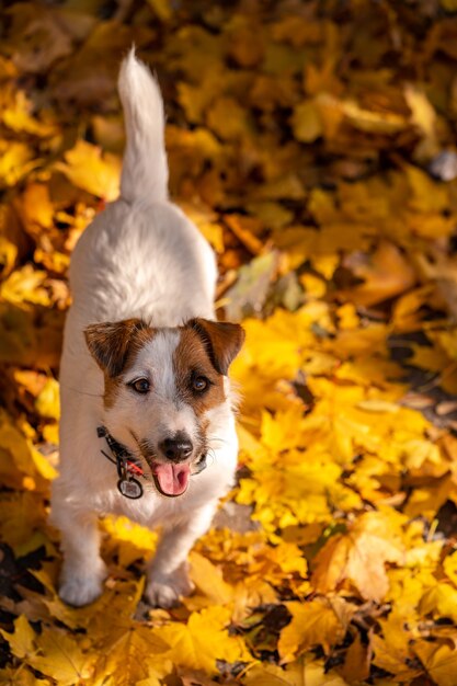 Hermoso perro de raza Jack Russell Terrier está sentado en hojas de otoño