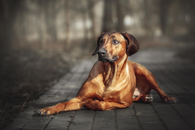 Hermoso perro Ridgeback de Rodesia al aire libre