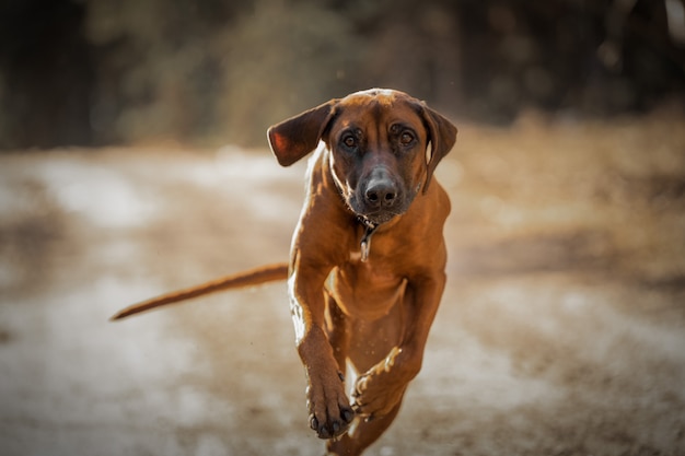 Hermoso perro ridgeback de rodesia sabueso al aire libre en un bosque