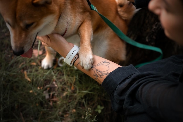 Hermoso perro rojo Shiba Inu. mascota al aire libre