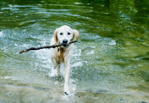 Hermoso perro saliendo del agua