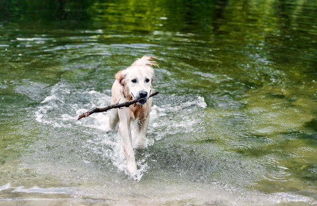 Hermoso perro saliendo del agua