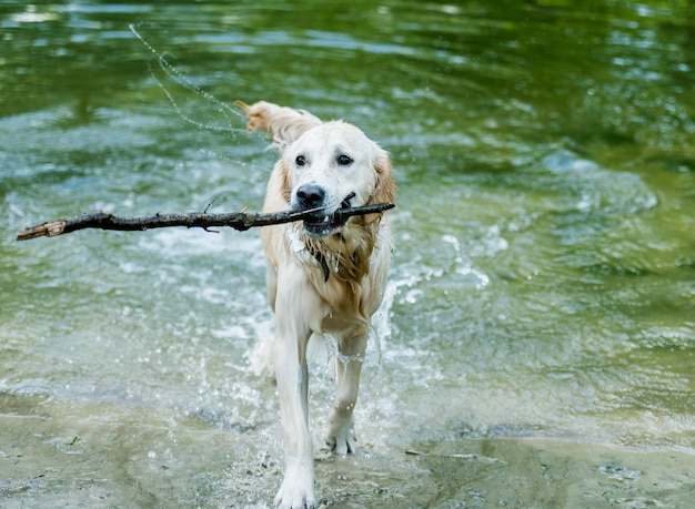 Hermoso perro saliendo del agua