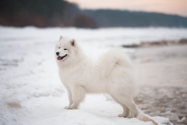 Hermoso perro samoyedo blanco está sobre la nieve playa Saulkrasti Duna blanca en Letonia