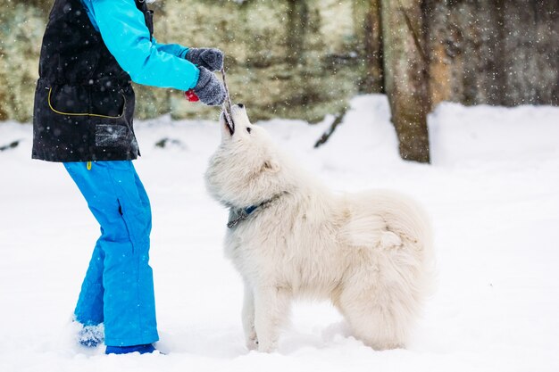 Un hermoso perro samoyedo juega con una niña en invierno