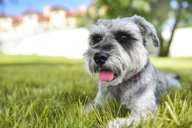 Hermoso perro schnauzer tendido sobre la hierba