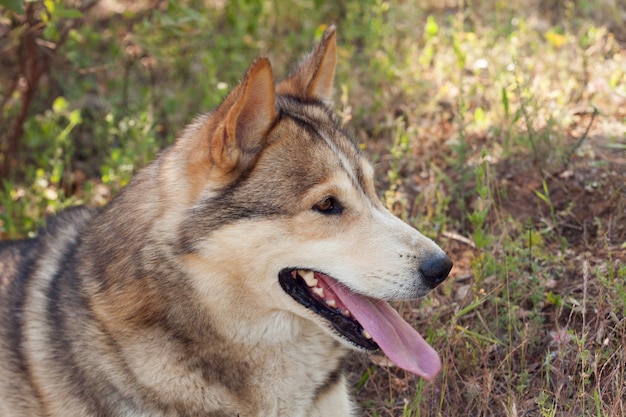 Hermoso perro sentado en el campo