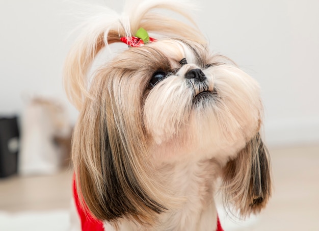 Foto un hermoso perro shih tzu con un suéter rojo de navidad