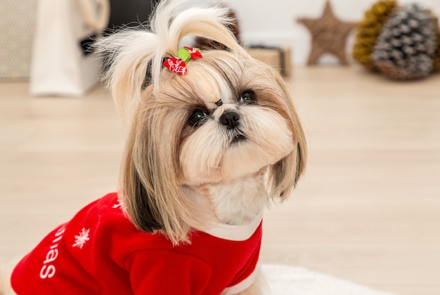 Un hermoso perro Shih Tzu con un suéter rojo de Navidad