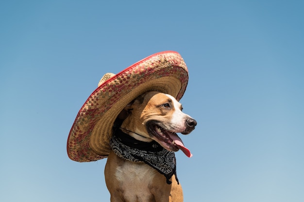 Hermoso perro con sombrero mexicano como un bandido de gángster al estilo occidental. Staffordshire terrier gracioso lindo vestido con sombrero sombrero como símbolo festivo de méxico o para halloween