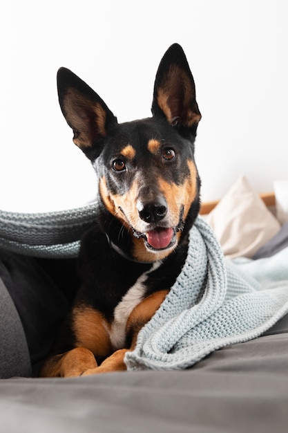 Foto hermoso perro sonriente con manta