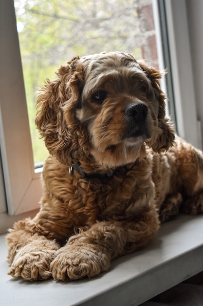 Hermoso perro Spaniel en casa