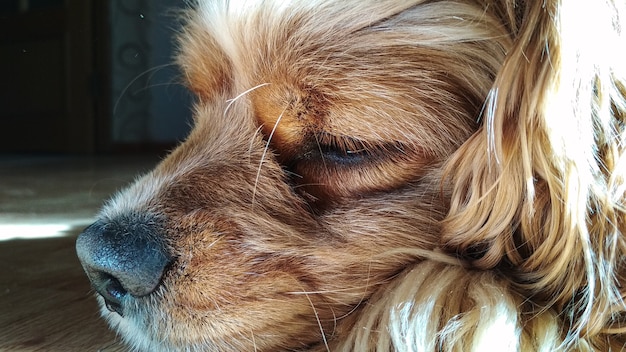 Hermoso perro Spaniel en casa